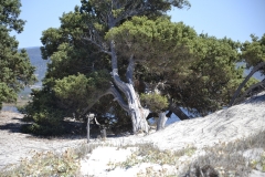 tronchi-tagliati